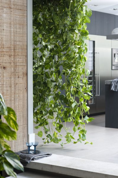 Какие растения можео безопасно использовать в интерьере гостиной