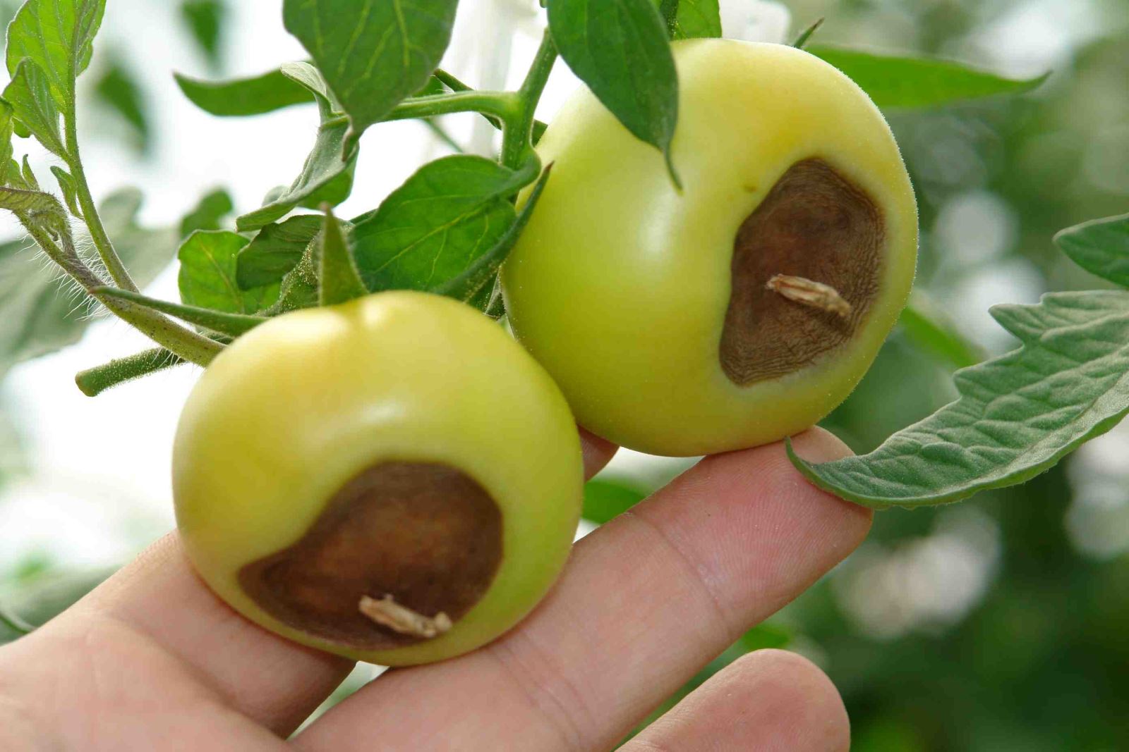 Распространенные болезни томатов