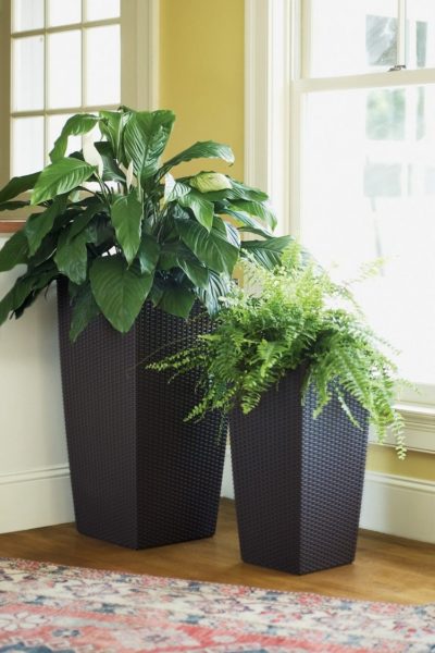 Какие растения можео безопасно использовать в интерьере гостиной
