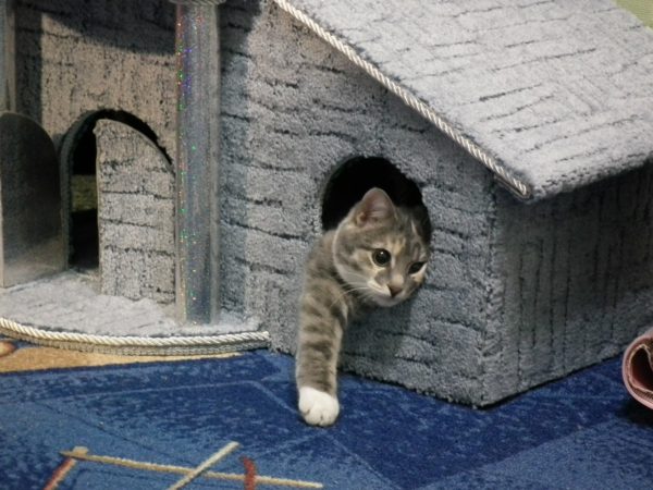 Как выбрать правильный домик для кошки для квартиры