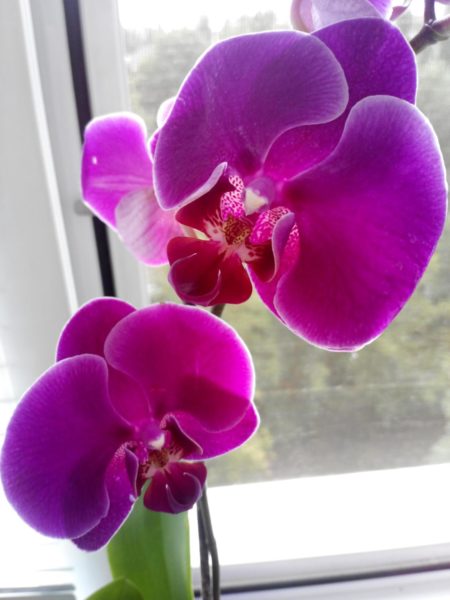 Как правильно содержать в квартире орхидеи