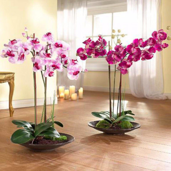 Как правильно содержать в квартире орхидеи