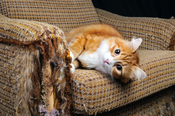 Как быстро отучить кота драть обои и мебель